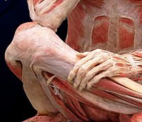 Fascia, Bones, and Muscles – BeingHuman