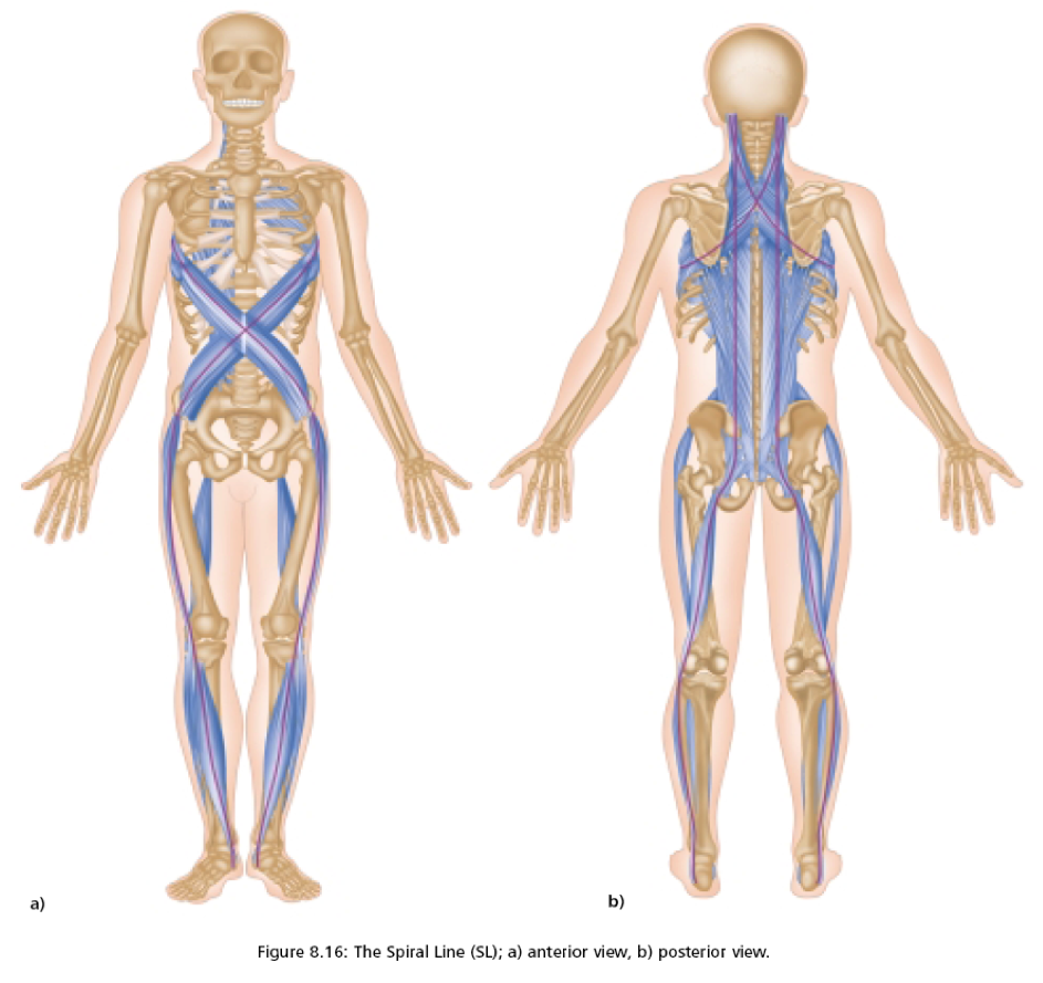 Fascia Bones And Muscles Beinghuman